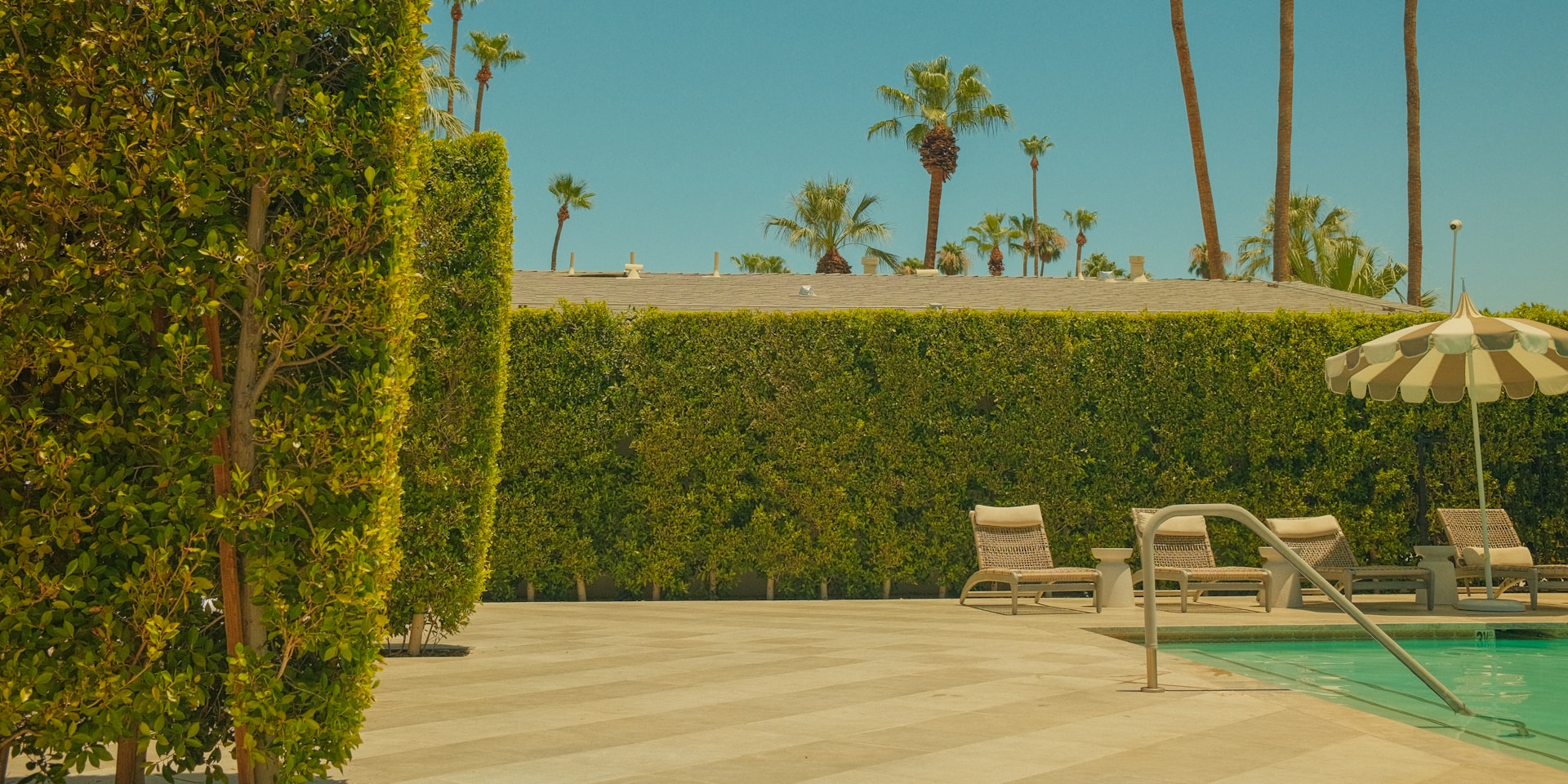 Poolside in Palm Springs — sun loungers and palms behind a hedge wall